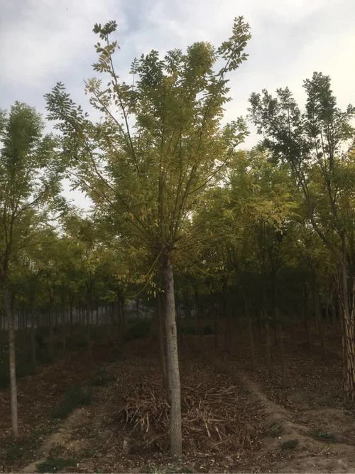 恭賀壽光炳中苗木入駐，攜手苗木通共筑綠色未來——專訪山東王新，深耕白蠟國(guó)槐種植經(jīng)營(yíng)